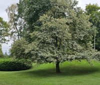 Castanea sativa 'Variegata' - Tamme Kastanje 'Variegata' - 1