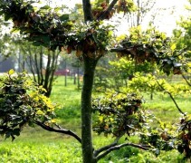 Beuk, tuinbonsai, stam en vertakkingen