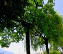 Juglans Nigra