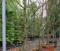 Metasequoia glypt Peve Minaret