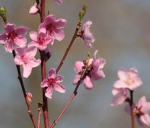 Prunus persica Saturne