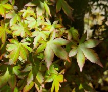 Acer palmatum 