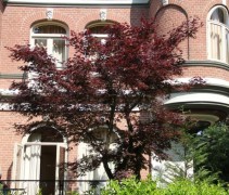 Acer palmatum Bloodgood
