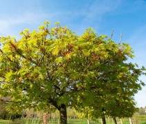 Acer platanoïdes 'Globosum'