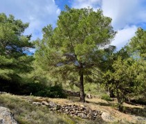 Pinus Pinaster (Zeeden)