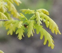 Quercus x bimundorum 'Crimschmidt'
