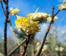 Edgeworthia