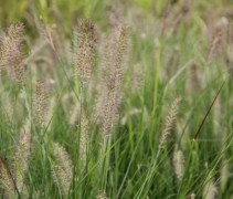 Pennisetum Hameln