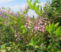 Indigofera