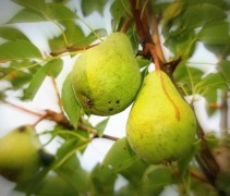 Pyrus communis 'Comtesse de Paris'