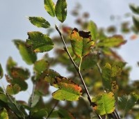 Amelanchier arborea 'Robin Hill' - Amerikaans krentenboompje - 3