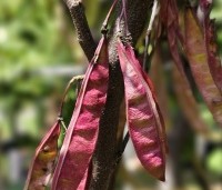 Cercis siliquastrum - Judasboom - 2