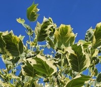 Liriodendron tulipifera 'Snowbird' - Tulpenboom 'Snowbird' - 11