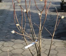 Edgeworthia