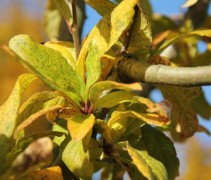 Mespilus najaar
