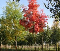 Sorbus Dodong hoogstam 20-30cm