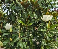 Magnolia grandiflora 'Goliath' - Magnolia grandiflora 'Goliath' - 1