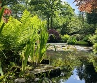 Acer palmatum 'Atropurpureum' - Japanse Esdoorn 'Atropurpureum' - 2