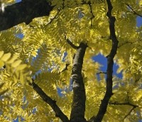 Gleditsia triacanthos 'Sunburst' - Valse christusdoorn - 1