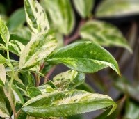 Leucothoe fontanesiana 'Rainbow' - Druifheide 'Rainbow' - 1