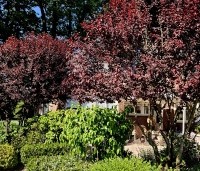 Prunus cerasifera 'Nigra' - Roodbladige kerspruim - 2