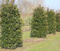 Ilex altaclerensis 'Camelliifolia'