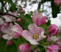 Malus domestica 'Elstar' bloesem