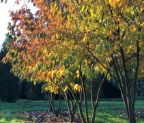 Prunus serr. Shirofugen