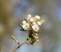 Pyrus communis 'Clapp's Favourite'