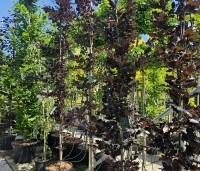 Fagus sylvatica 'Rohan Obelisk' - Beuk 'Rohan Obelisk' - 3