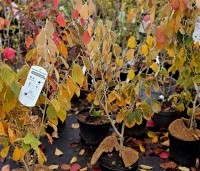 Hamamelis 'Arnolds Promise' - Toverhazelaar - 60-80cm  C7