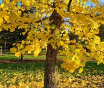 ginkgo biloba