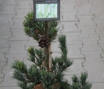 Pinus parviflora 'Tempelhof' 50-60 cm in pot
