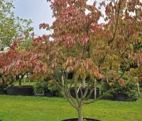 Cornus kousa 'China Girl' - Japanse grootbloemige kornoelje - 1