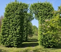 Carpinus betulus - Haagbeuk - 2