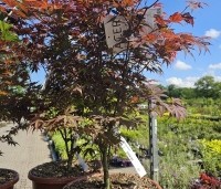 Acer palmatum 'Atropurpureum' - Japanse Esdoorn 'Atropurpureum' - 1