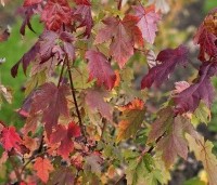 Acer x freemanii 'Autumn Blaze' - Acer x freemanii 'Autumn Blaze' - herfstkleuren