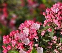 Kalmia latifolia - Lepelboom - 1