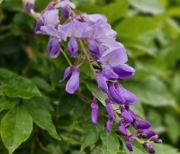 Wisteria formosa 'Issai' - Blauwe Regen 'Issai' - 2