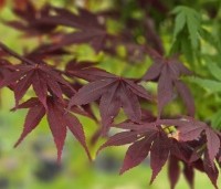 Acer palmatum 'Red Flash' - Japanse Esdoorn 'Red Flash' - 1
