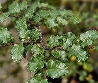 Nothofagus antartica - Schijnbeuk - 2