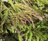 Acer palmatum 'Shigure bato' - Japanse esdoorn 'Shigure bato' - 2