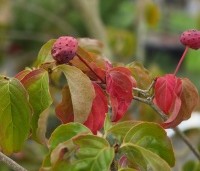 Cornus kousa 'Rosy Teacups' - Japanse grootbloemige kornoelje 'Rosy Teacups' - 1