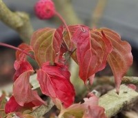 Cornus kousa 'Rosy Teacups' - Japanse grootbloemige kornoelje 'Rosy Teacups' - impressie herfstkleuren