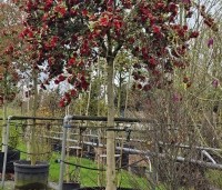 Camellia japonica 'Black Lace' - Camellia 'Black Lace' - 6