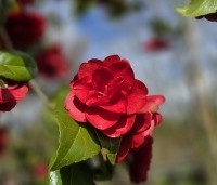 Camellia japonica 'Black Lace' - Camellia 'Black Lace' - 7