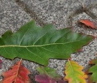 Quercus rubra - Amerikaanse eik - 1