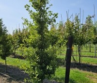 Ginkgo biloba fastigiata 'Blagon' - Japanse Notenboom 'Blagon' - 1