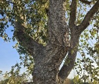 Quercus suber - Kurkeik - 6