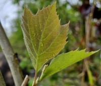 Platanus x hispanica 'Alphen's Globe' - Plataan - jong blad april